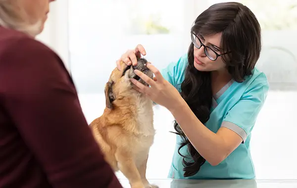 Tierärztin schaut sich die Zähne eines Hundes an, Zahnheilkunde Katzen und Hunde frechen