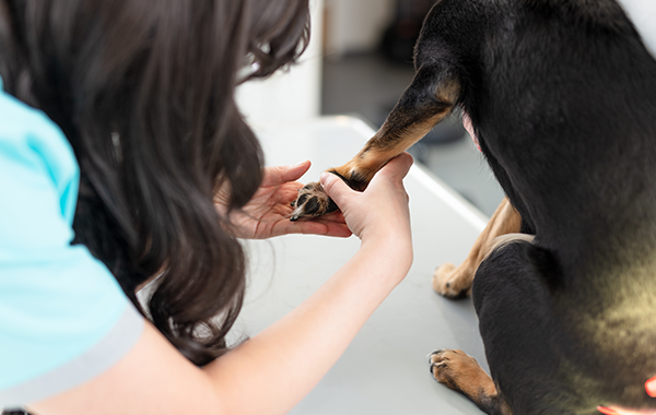 ärztin schaut auf pfote, sachkundenachweis hund frechen