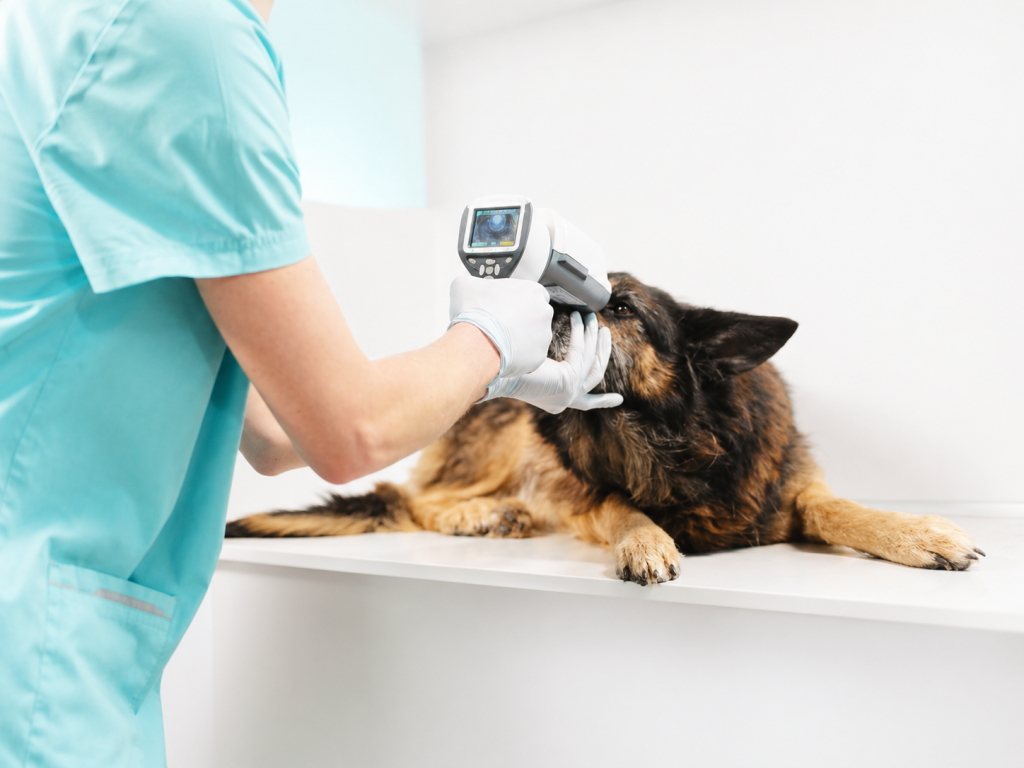 Augenentzündung beim Hund in Frechen/ Symptome erkennen und richtig handeln