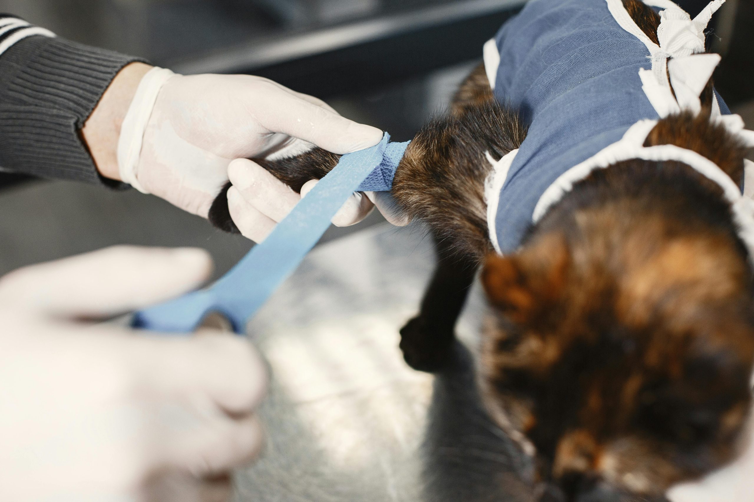 katze bekommt ein Verband, Notfälle bei Hunden und Katzen in Frechen erkennen: So handeln Sie richtig