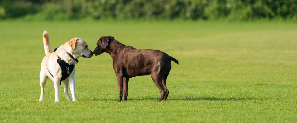 Sachkundenachweis für den Hund in Frechen: Das müssen Halter wissen: So gehen Hundehalter das Thema richtig an und was wirklich wichtig ist