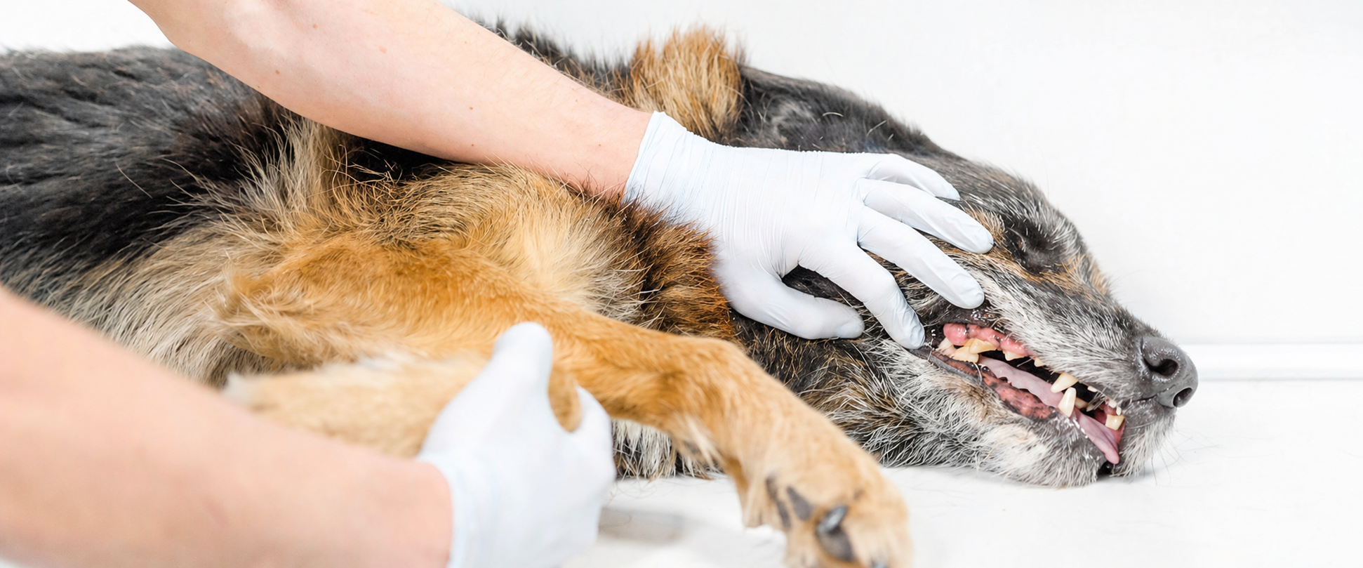 Zahn-OP bei Hund und Katze in Frechen: Wann eine Zahnextraktion nötig ist