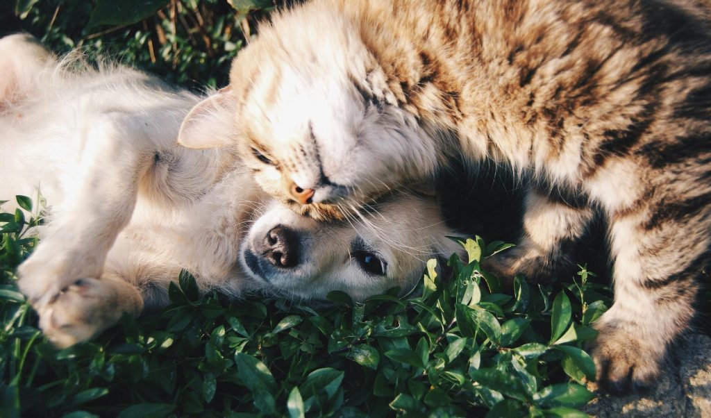 Zahnheilkunde für Hunde und Katzen in Frechen: Zahnprobleme früh erkennen und richtig behandeln