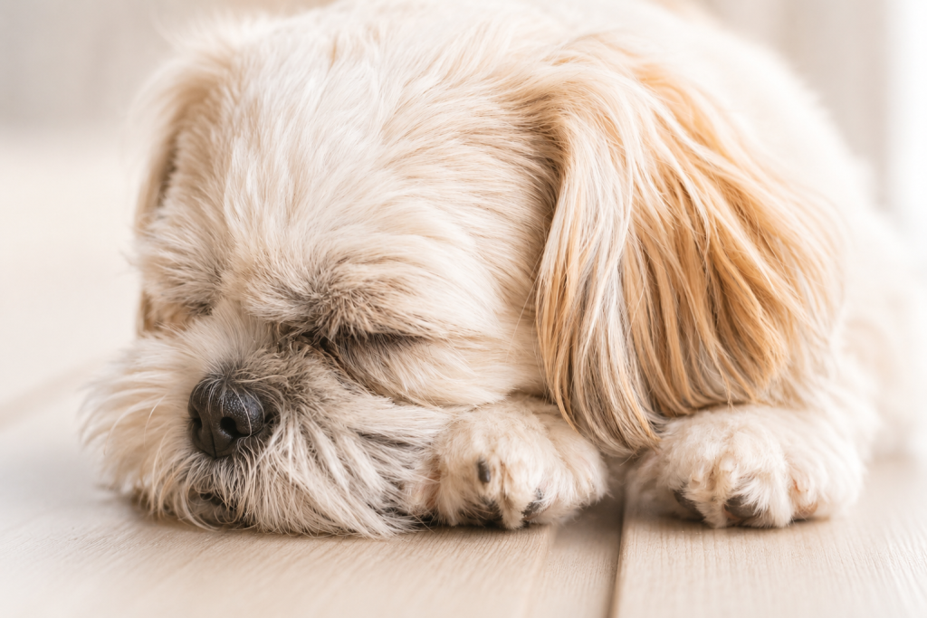 Vergiftung beim Hund erkennen in Frechen
