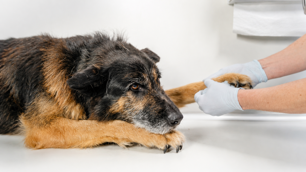 Hund wird an seiner Pfote kontrolliert ,Was tun bei Übelkeit und Erbrechen bei Hunden und Katzen in Frechen?