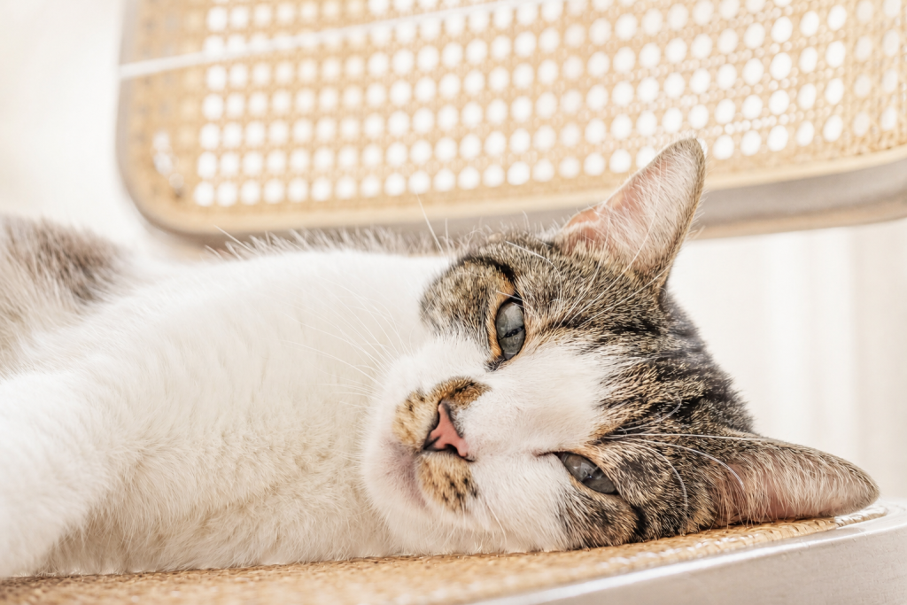 weiße katze liegt, Atemnot bei Katzen in Frechen