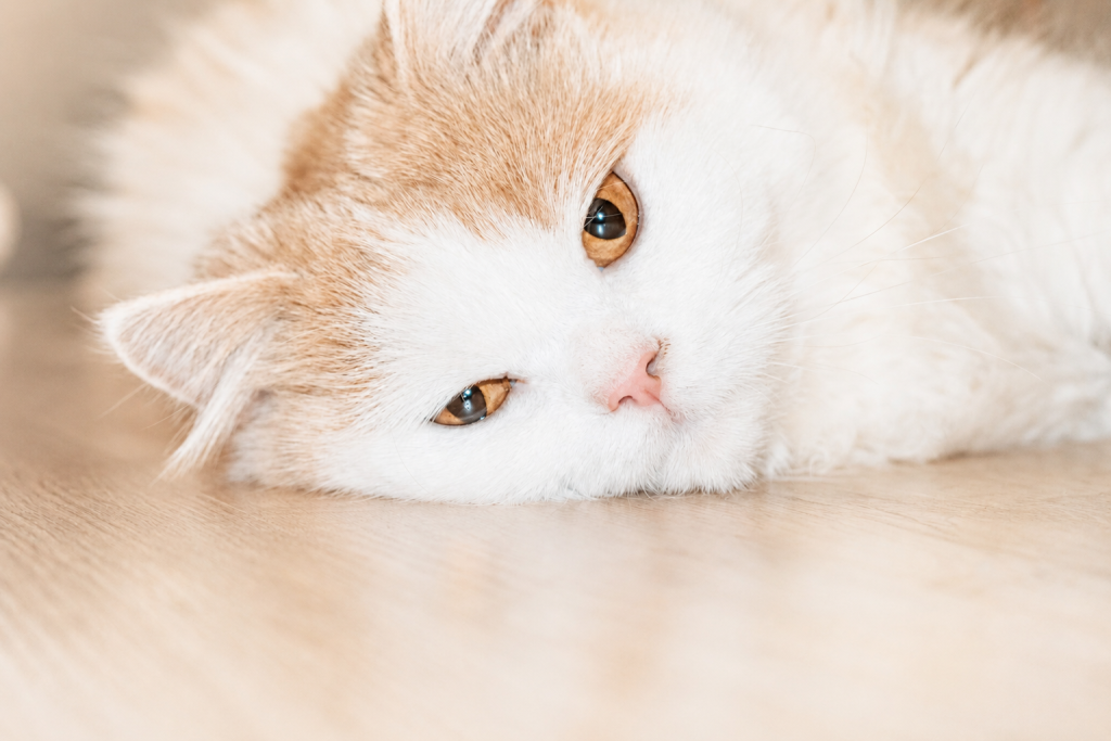 weiße katze liegt seitlich und schaut in die Kamera, Atemnot bei Katzen in Frechen