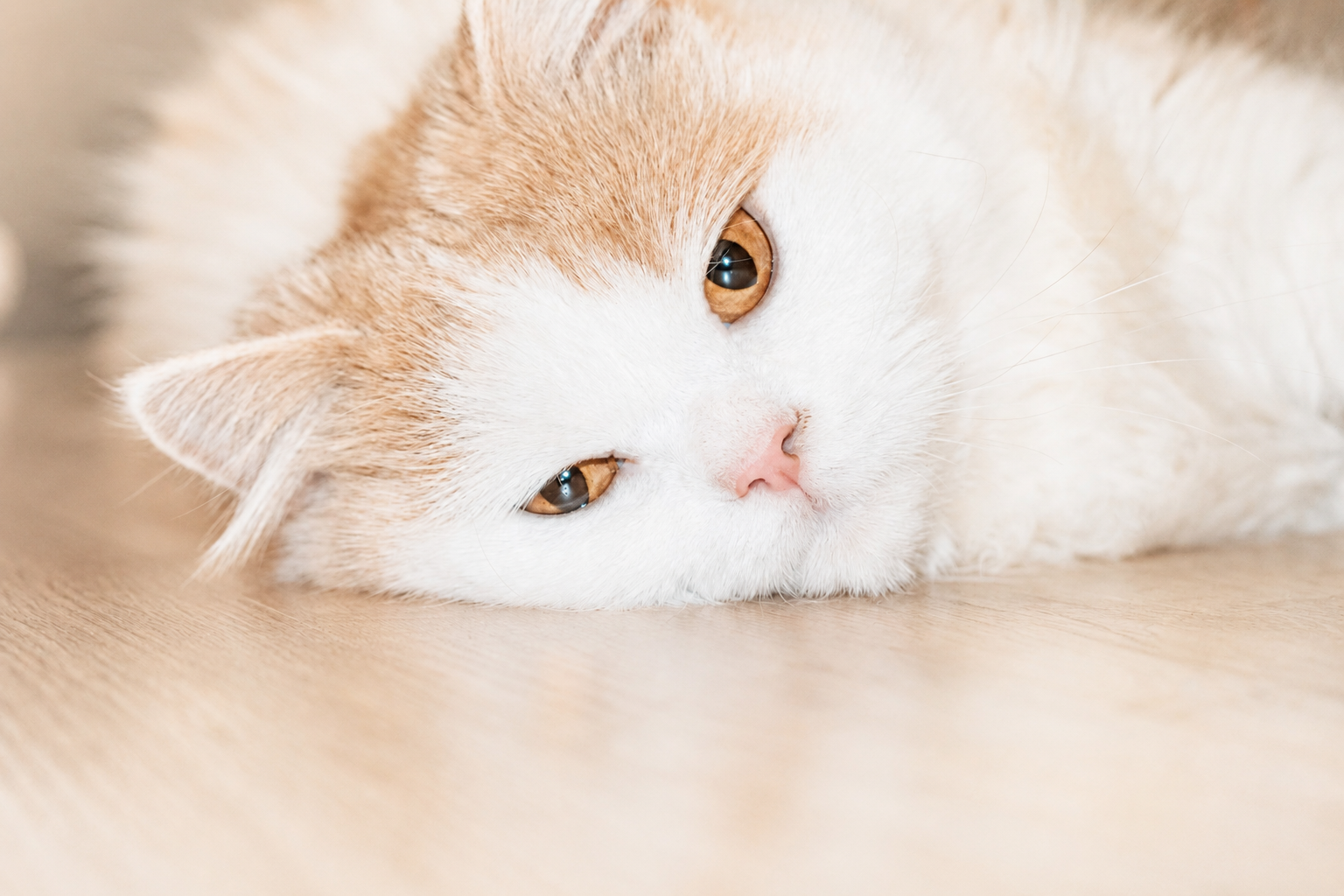 weiße katze liegt seitlich und schaut in die Kamera, Atemnot bei Katzen in Frechen