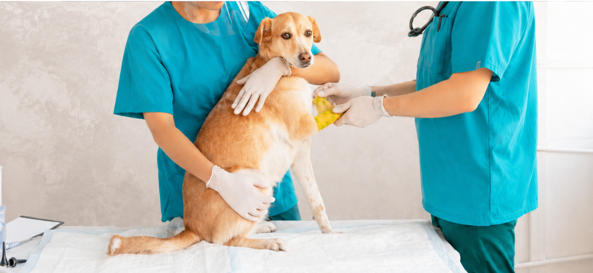 Hund wird verbunden von zwei Helfer, Blutuntersuchung beim Hund im Rhein-Erft-Kreis