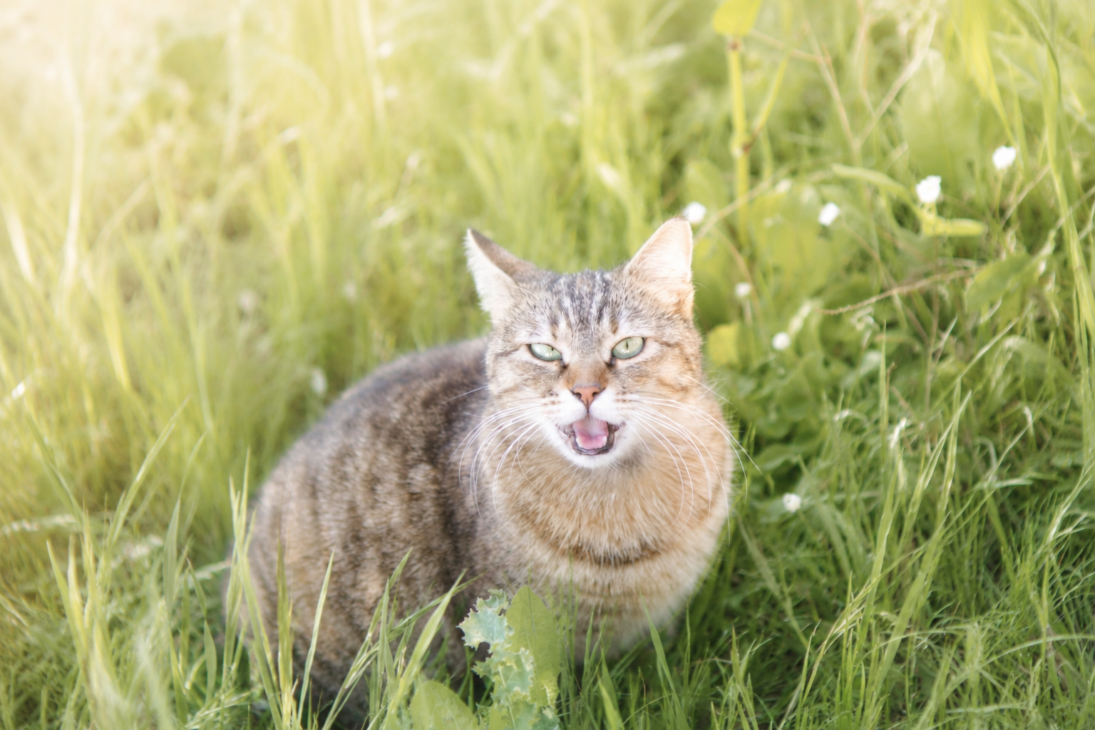 Katze im Gras, Hecheln bei Katzen in Frechen: Wann ist es harmlos und wann ein Warnzeichen