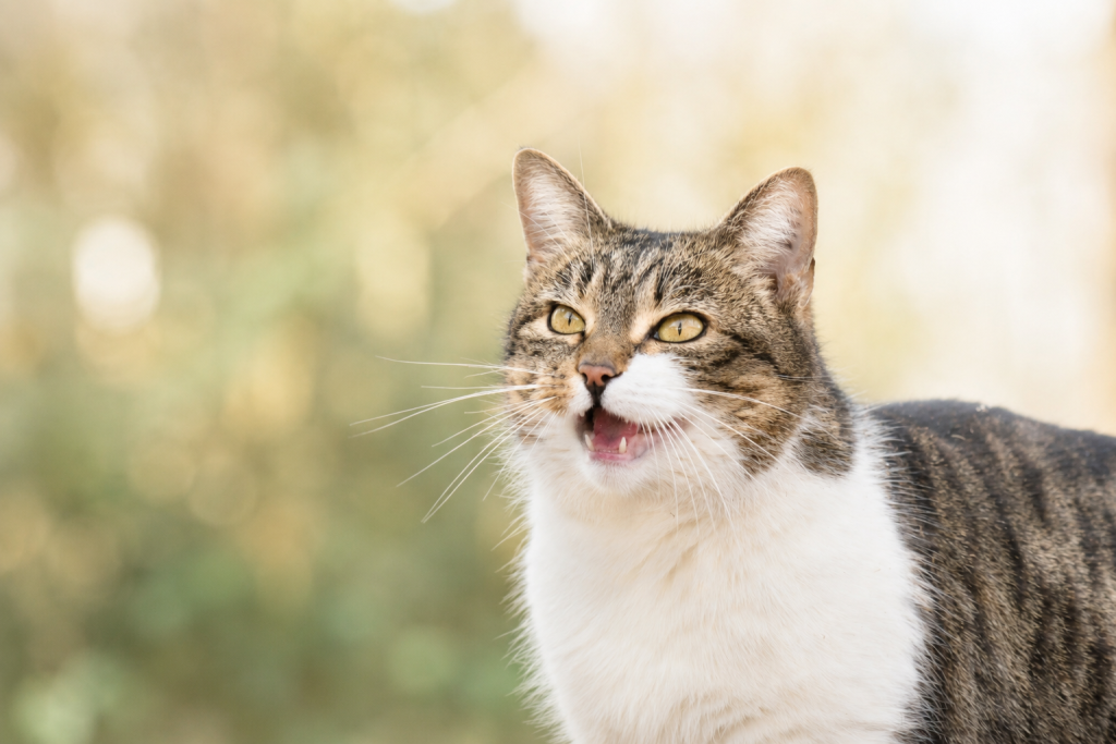Katze die hechelt, Hecheln bei Katzen in Frechen: Wann ist es harmlos und wann ein Warnzeichen