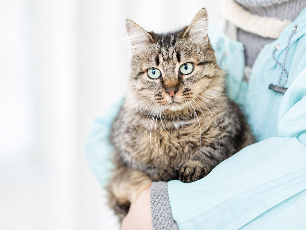 Katze wird getragen, Tierärztlicher Notdienst Frechen bei Köln