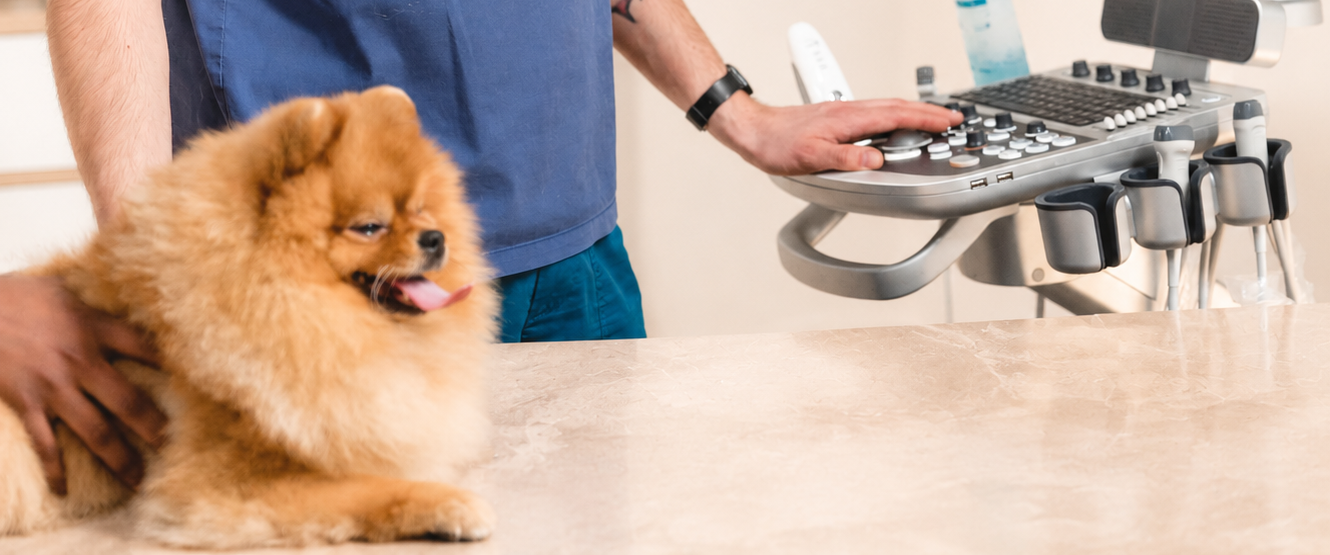 Zwergspitz hund kriegt ein Ultraschallbild, Ultraschall bei Hund und Katze in Frechen